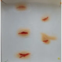 Prothèses Transfert - Coupures -Magasin De Costumes D'Halloween protheses transfert coupures 3